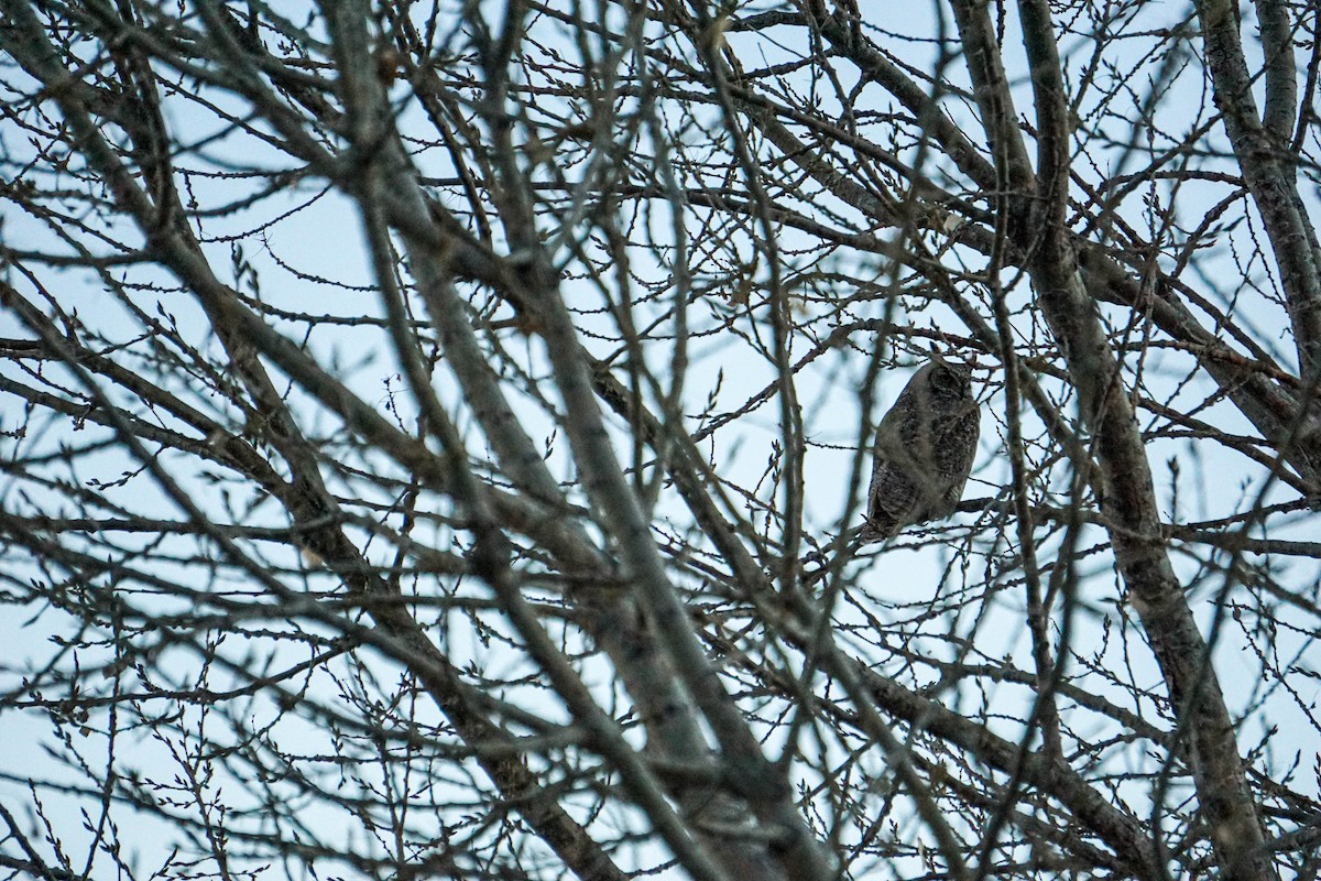 Great Horned Owl - ML550773491
