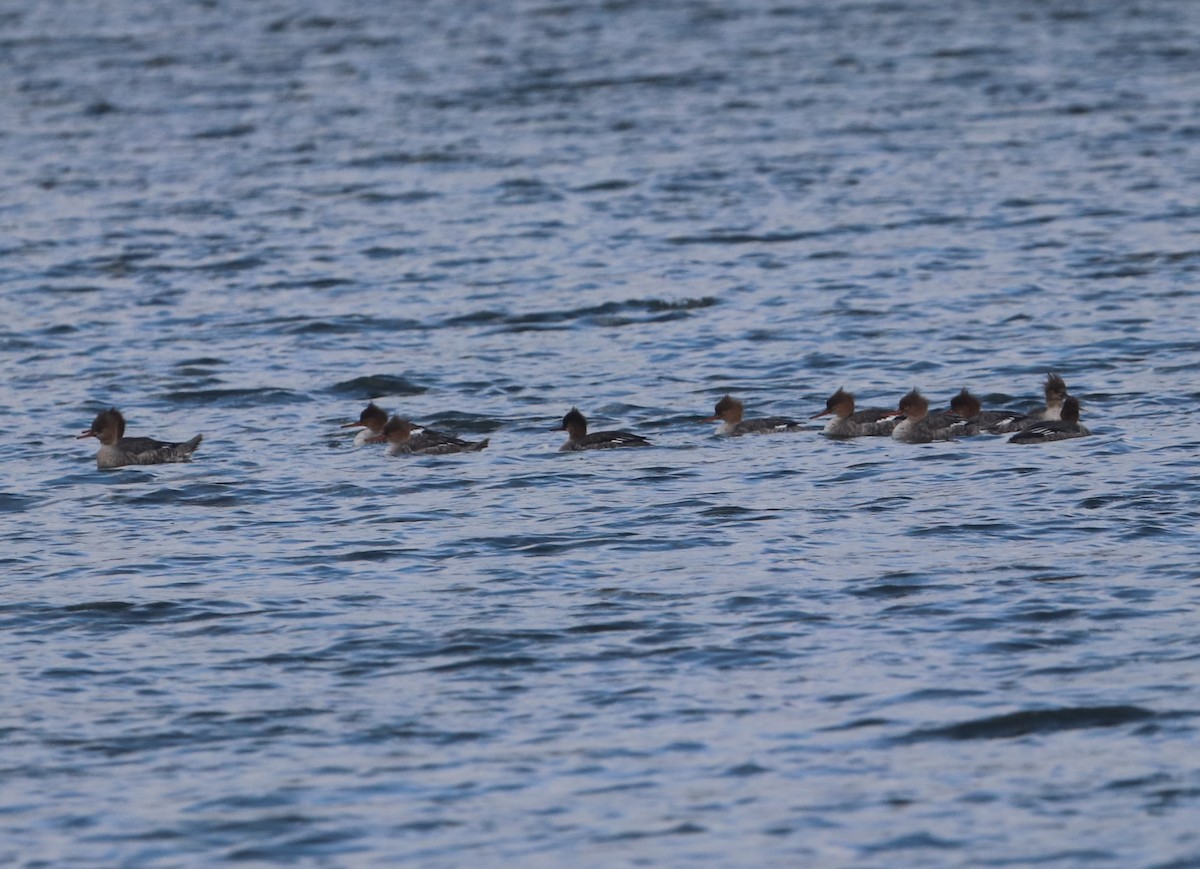 Red-breasted Merganser - ML550773801