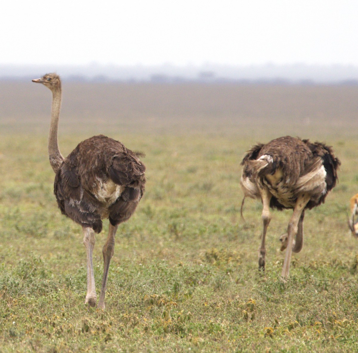 Common Ostrich - Ethie Ziselman