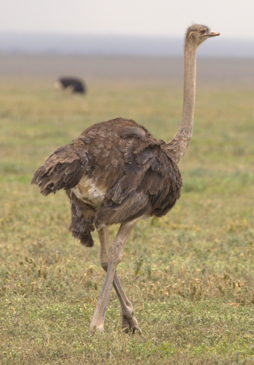 Common Ostrich - Ethie Ziselman