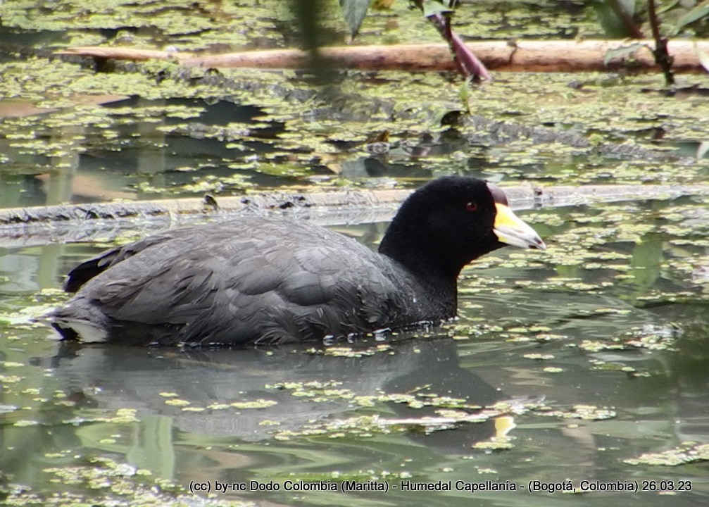 American Coot - ML550774801