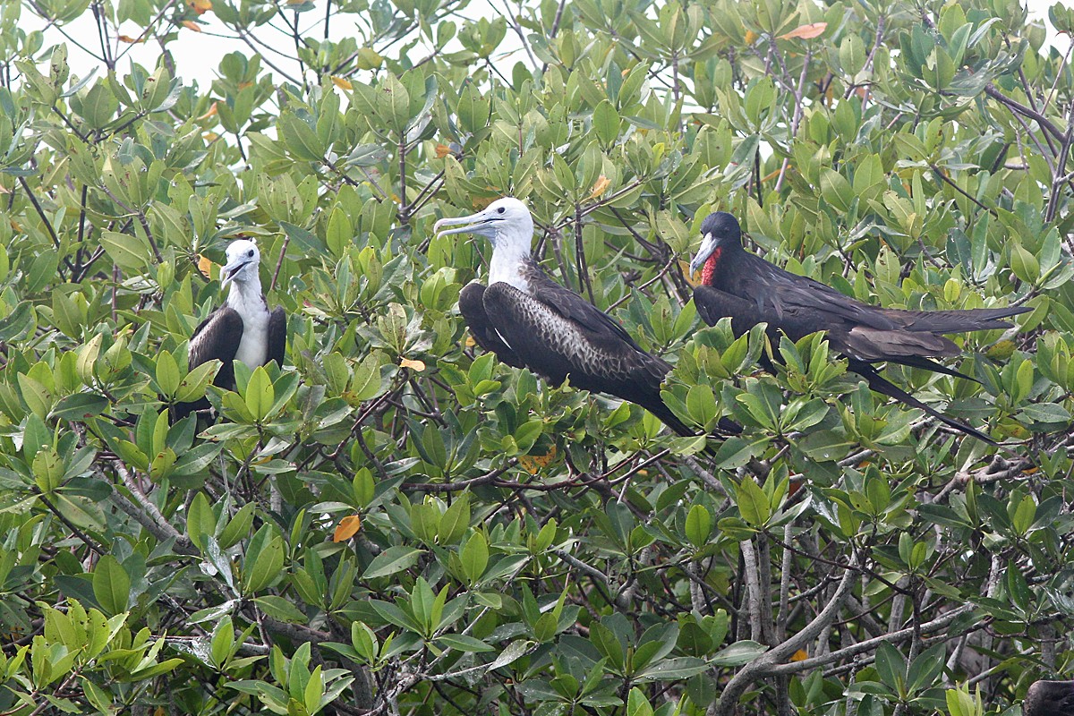 Magnificent Frigatebird - ML550775621