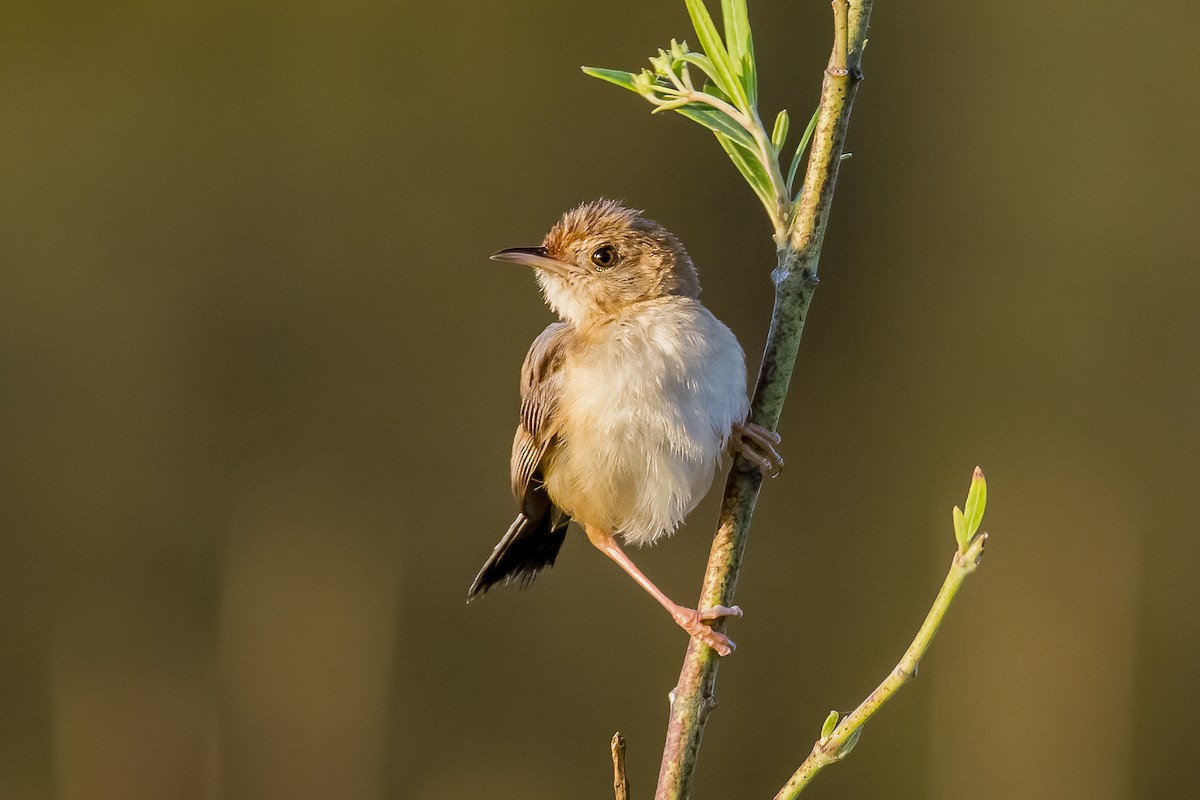 Golden-headed Cisticola - Louis Backstrom