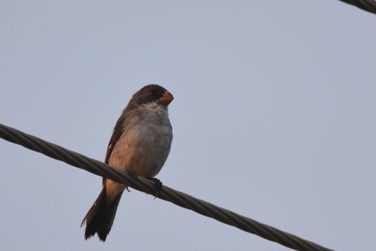 White-bellied Seedeater (Gray-backed) - ML550776081