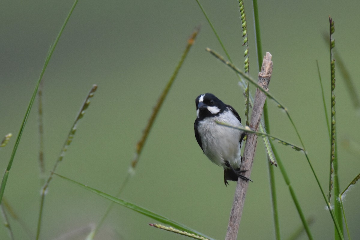 Lined Seedeater - ML550776551