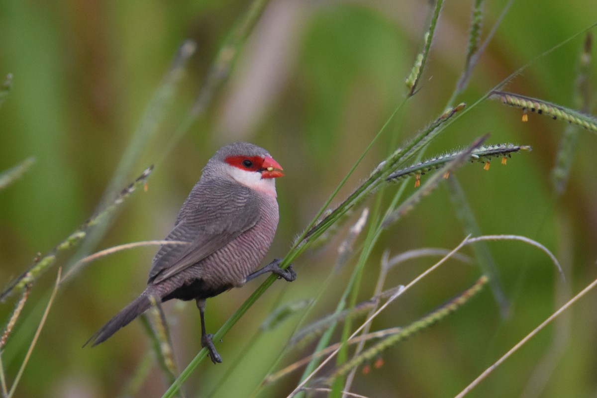 Common Waxbill - ML550776851