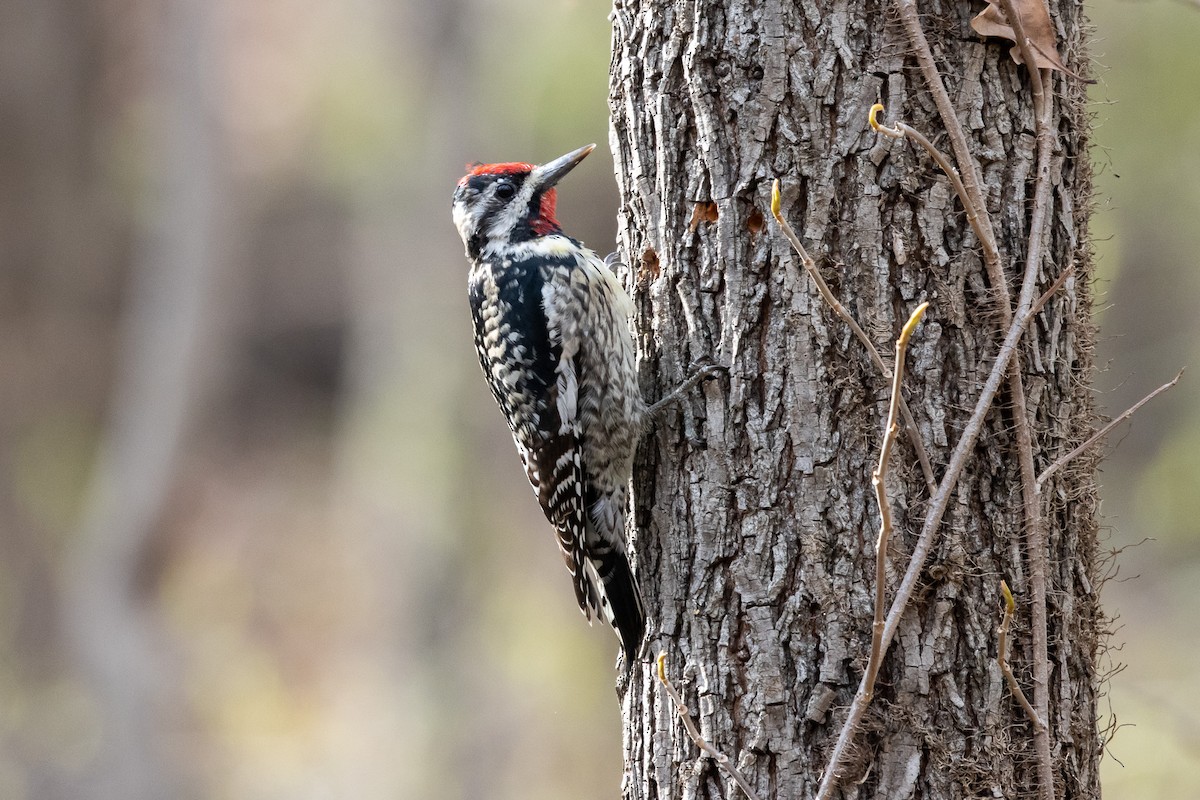 Yellow-bellied Sapsucker - ML550778151