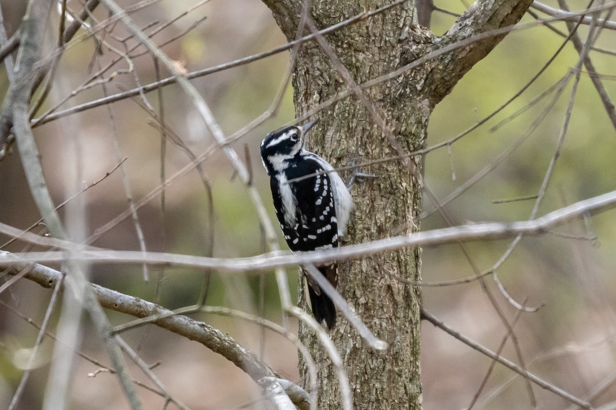 Hairy Woodpecker - ML550778201