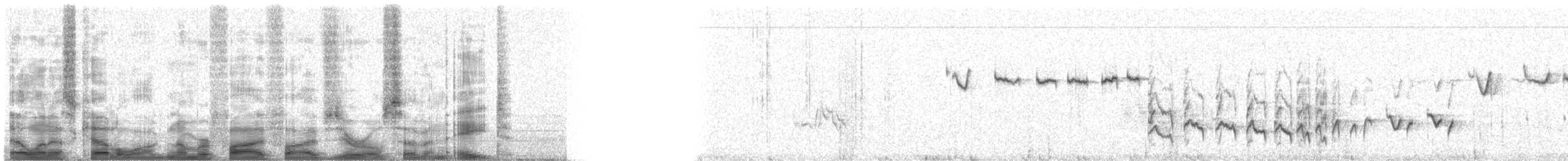 králíček americký - ML55078