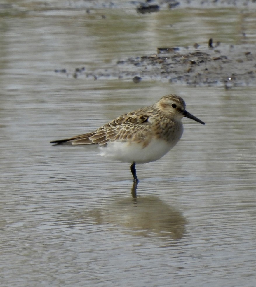 Baird's Sandpiper - ML550780271