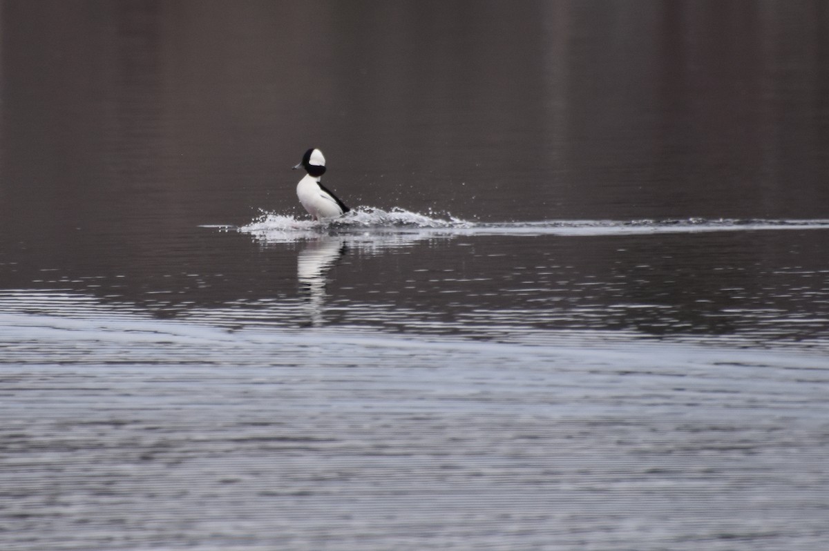 Bufflehead - Eric Crockwell