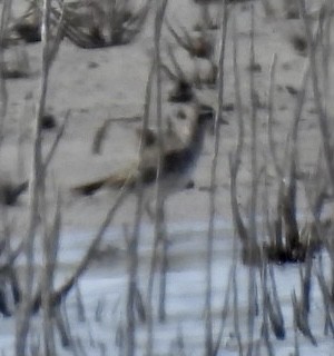 American Golden-Plover - ML550780981