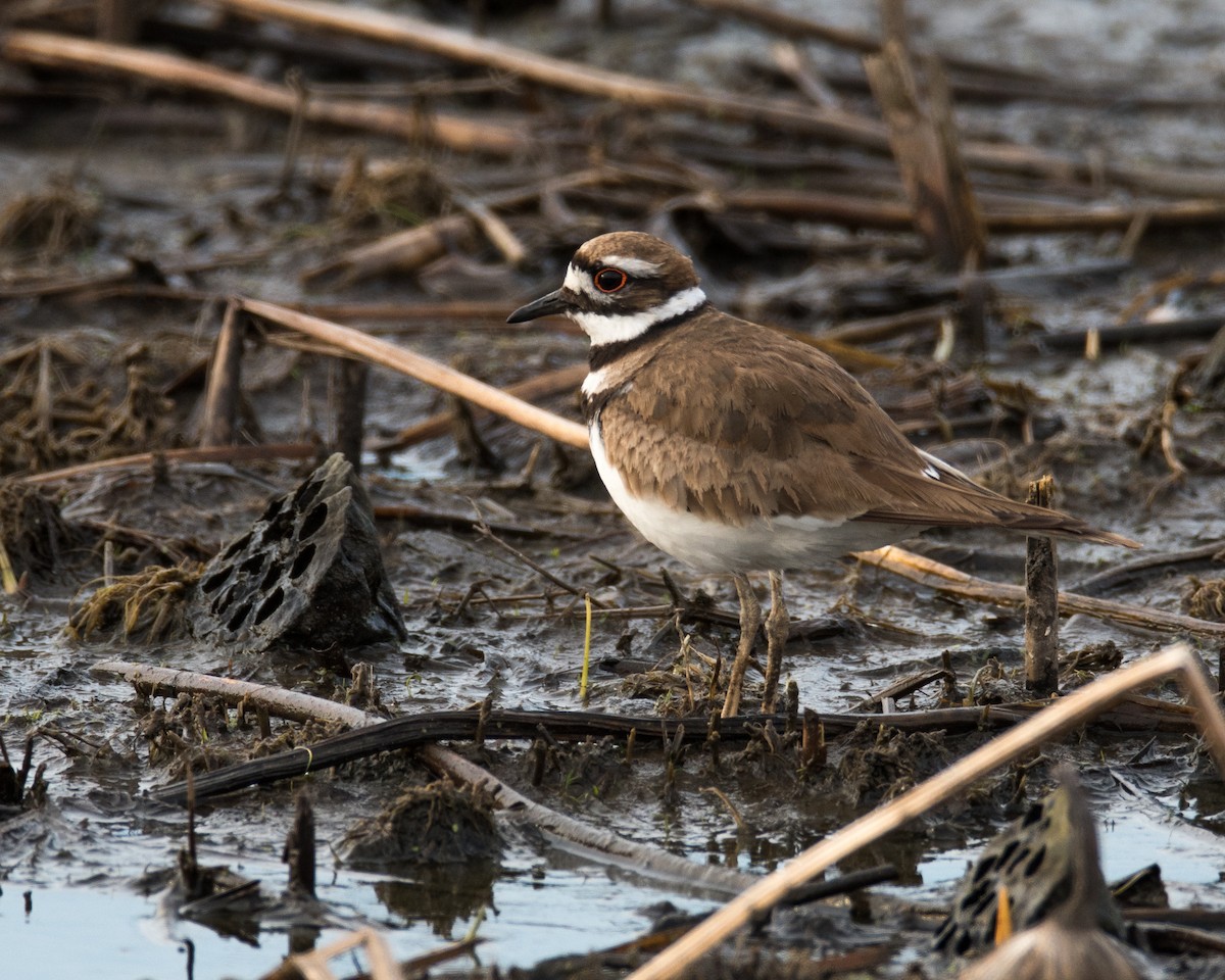 Killdeer - ML55078111