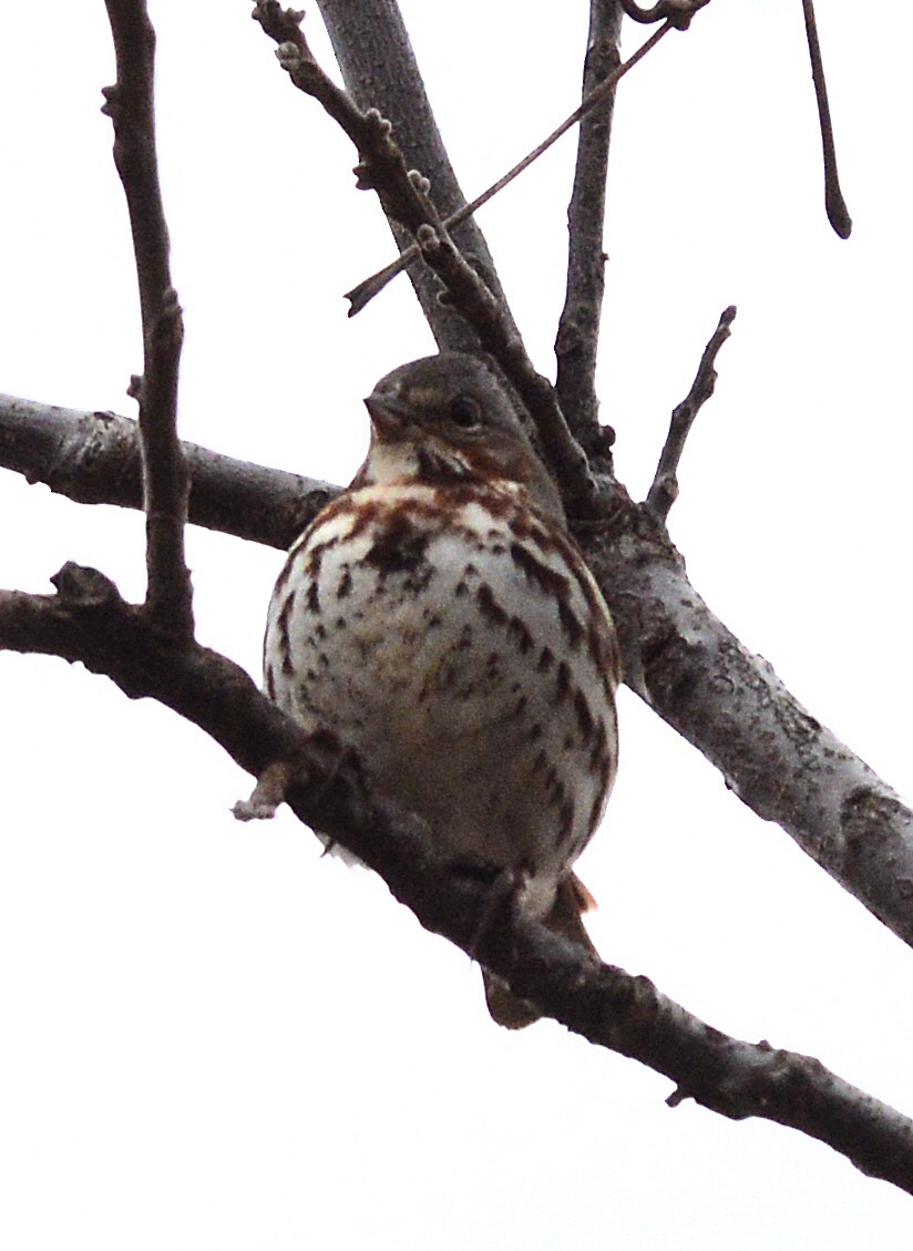 Fox Sparrow - ML550783061