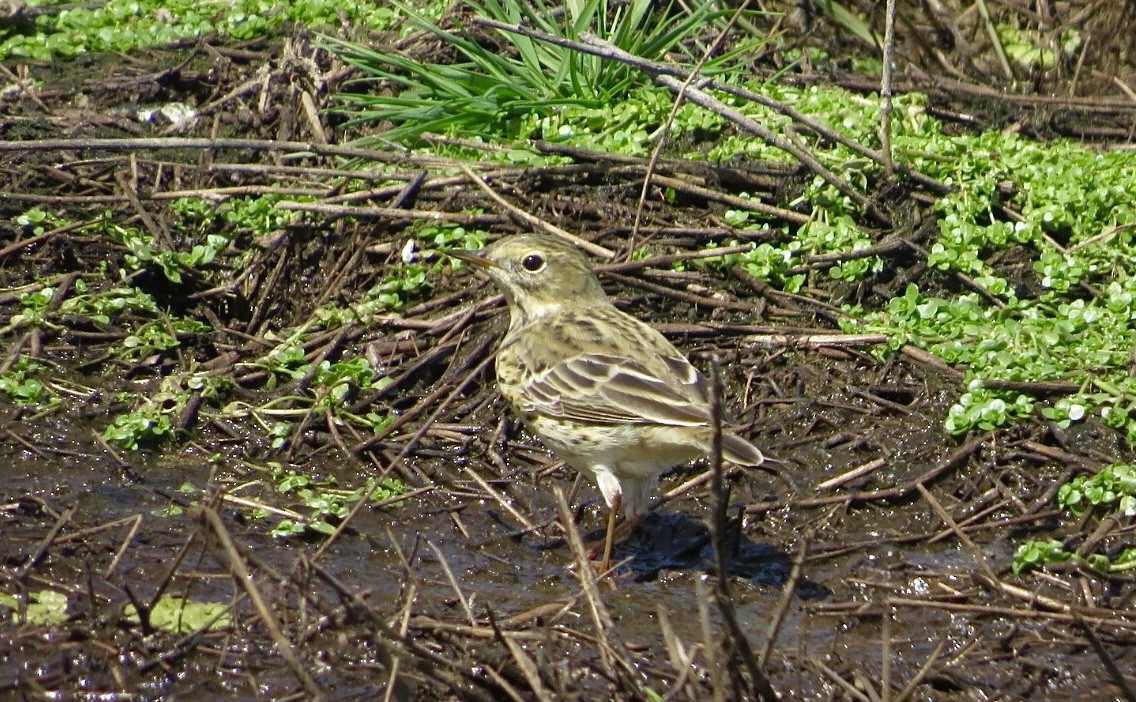 ML550783301 - Tree Pipit - Macaulay Library