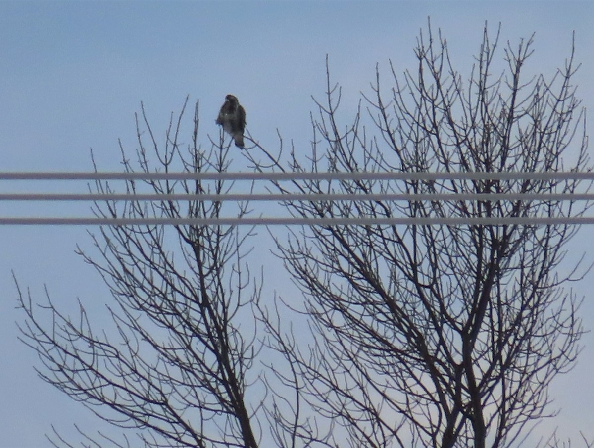 Rough-legged Hawk - Chantal Labbé