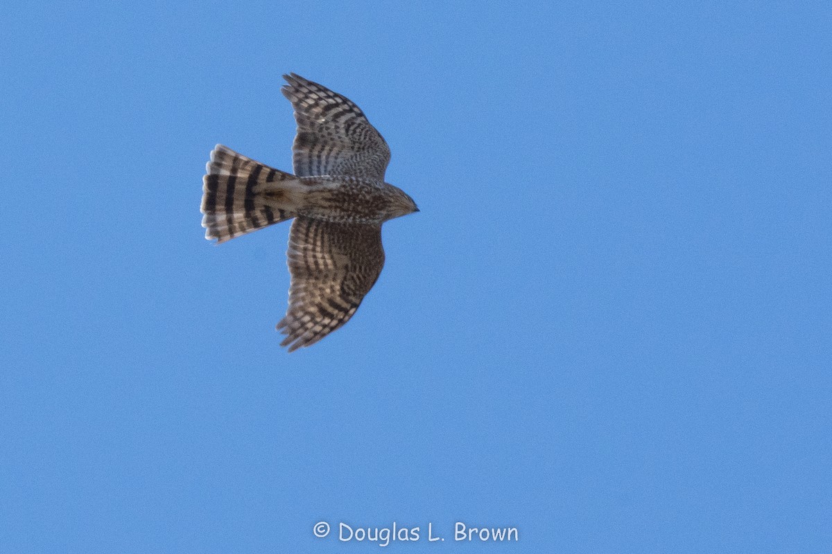 Sharp-shinned Hawk - ML550785891