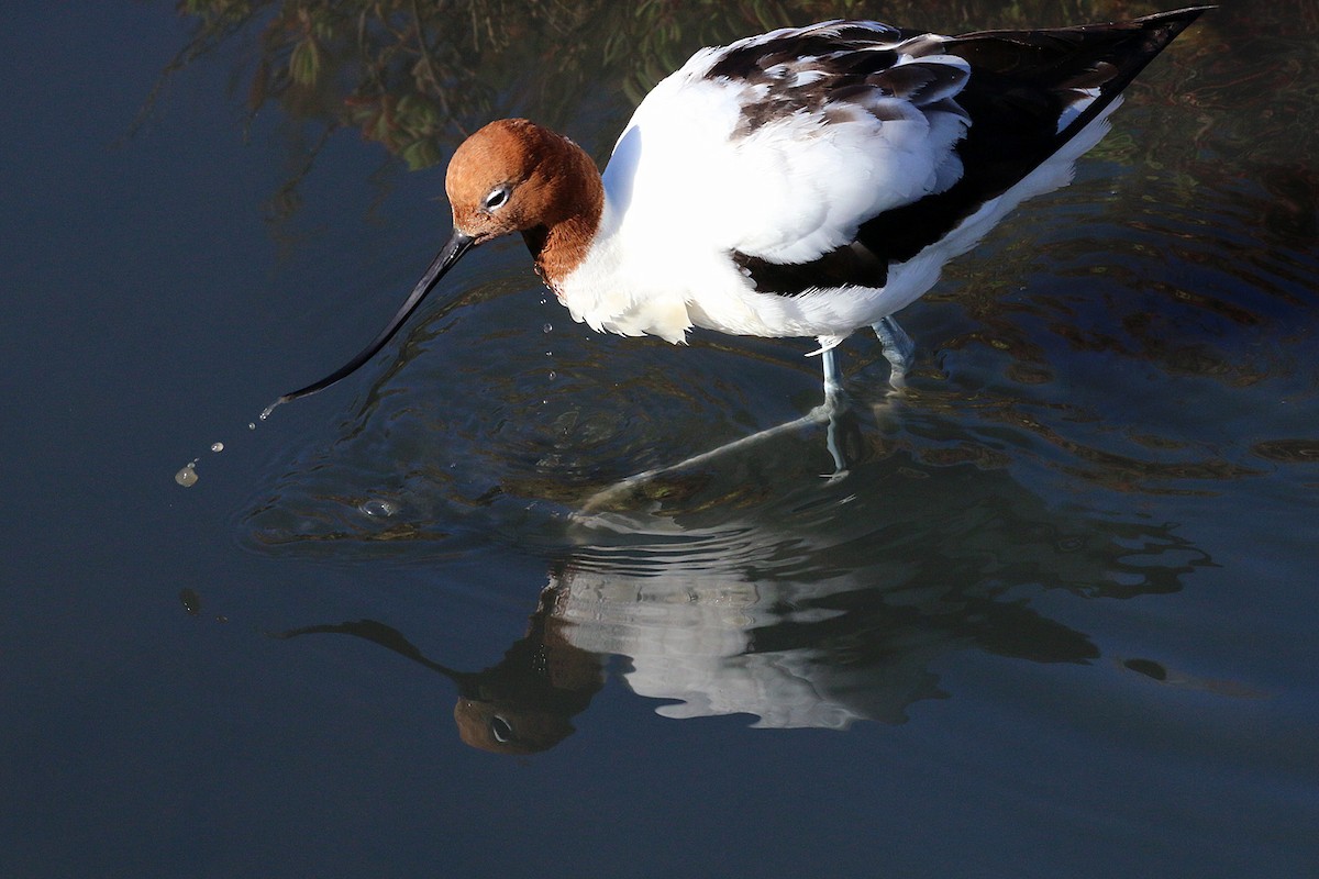 Red-necked Avocet - ML550785991