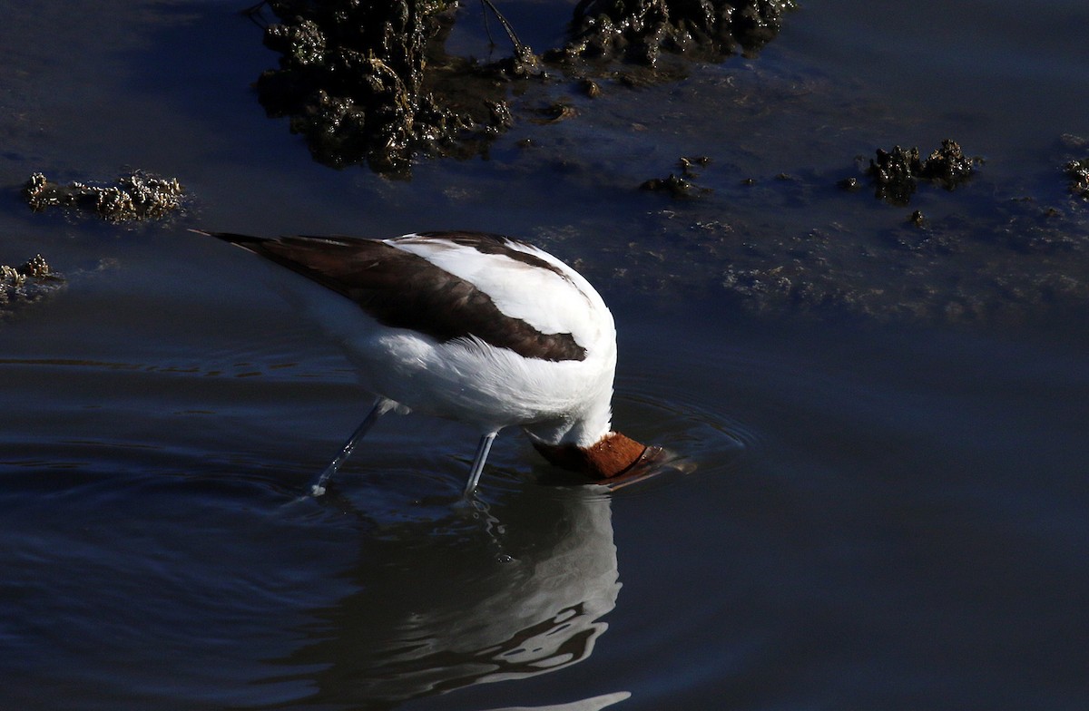 Red-necked Avocet - Peter Bennet