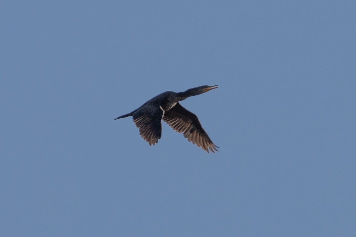 Double-crested Cormorant - ML550786371