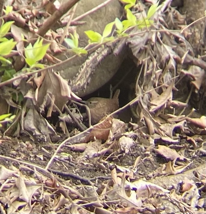 Winter Wren - ML550786611