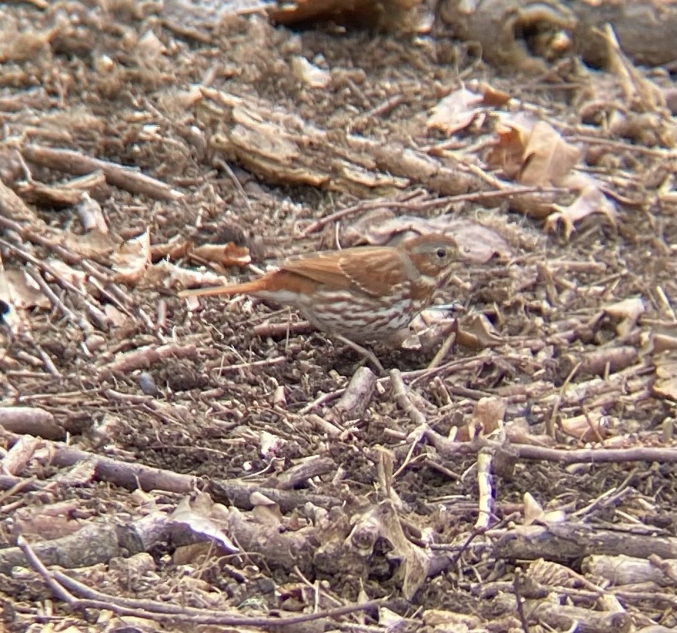 Fox Sparrow - ML550786701