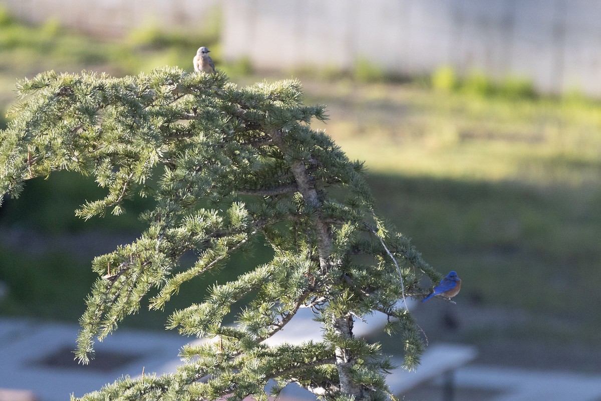 Western Bluebird - Russell Campbell