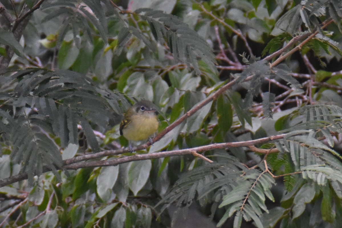 Yellow-olive Flatbill (Sooretama) - ML550787741