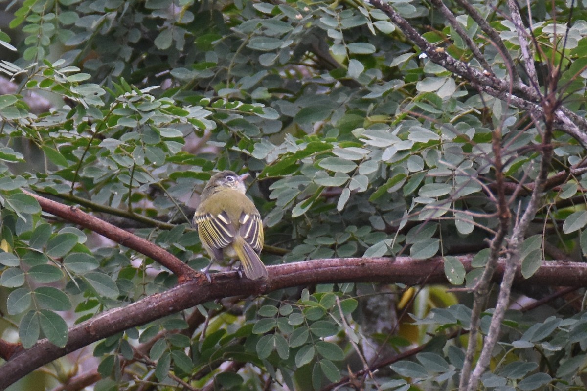 Yellow-olive Flatbill (Sooretama) - ML550787801