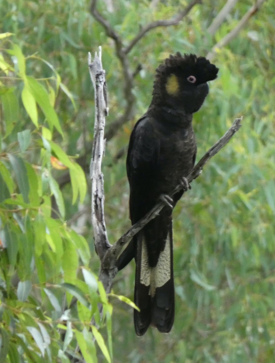 Yellow-tailed Black-Cockatoo - Robert Drake