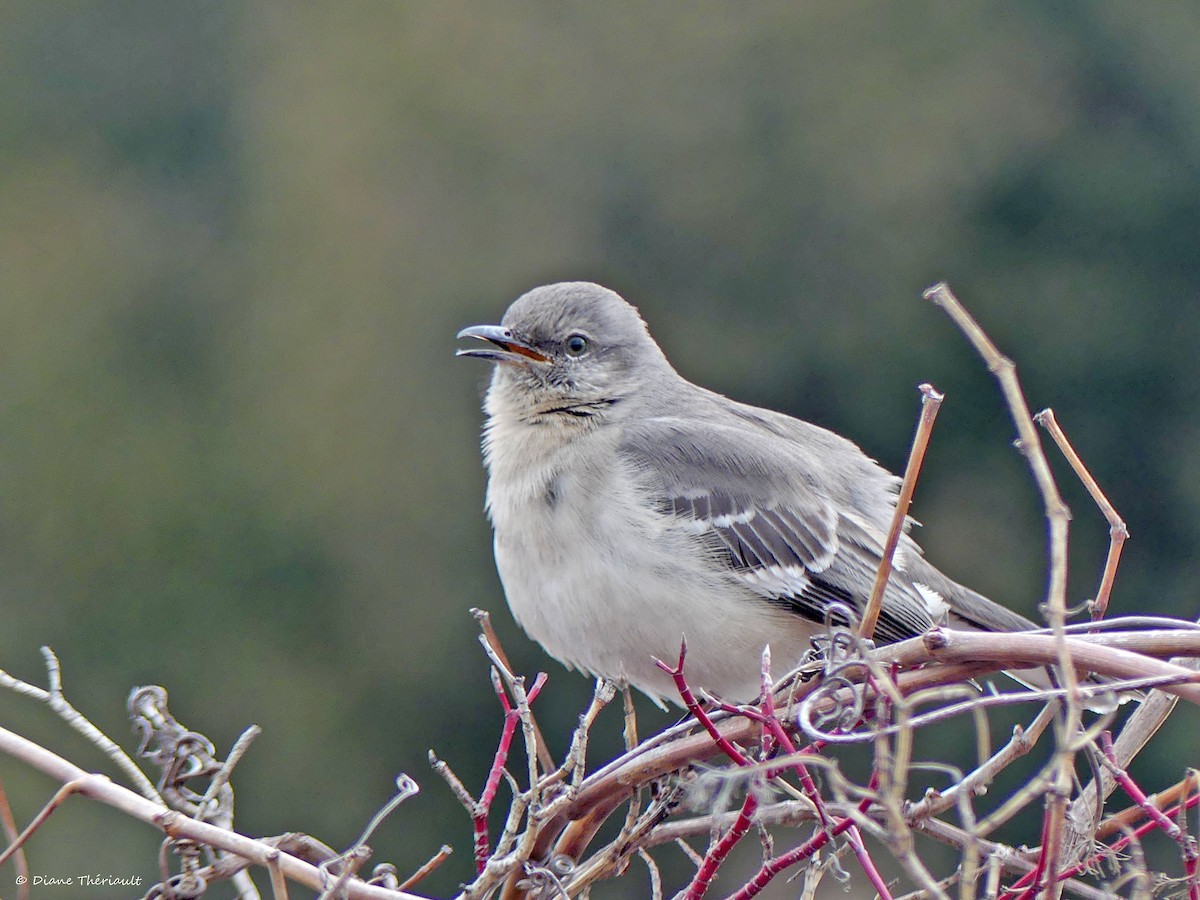 Northern Mockingbird - ML550788081