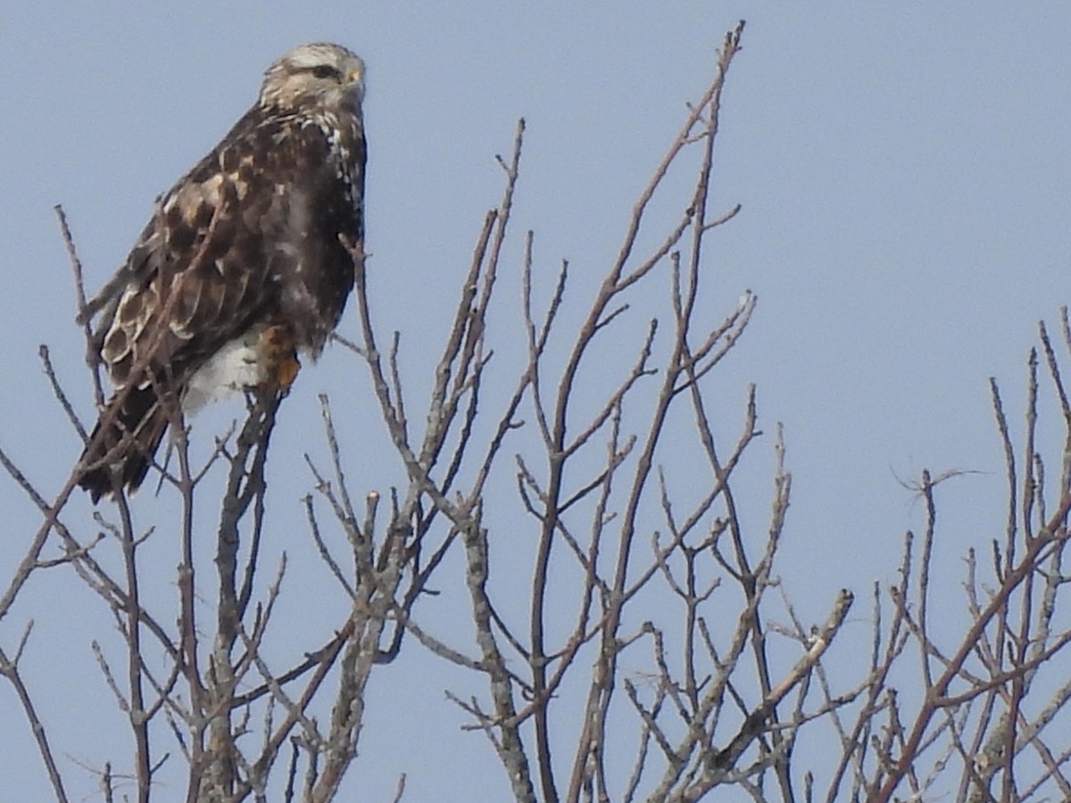 Raufußbussard - ML550789111