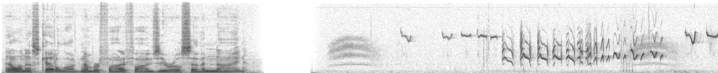 králíček americký - ML55079