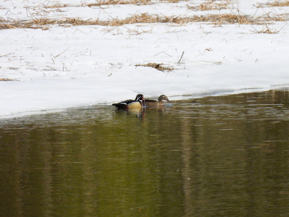 Wood Duck - ML550790491