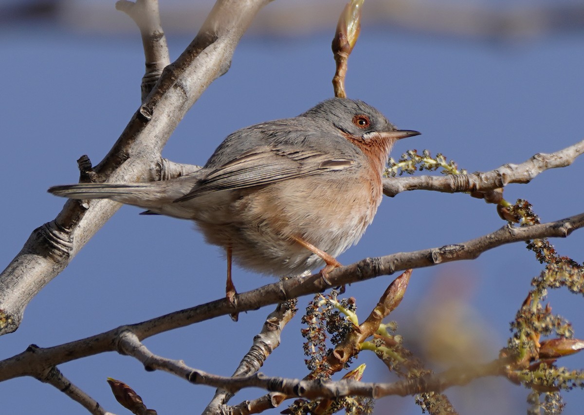 Curruca Carrasqueña Occidental - ML550792221
