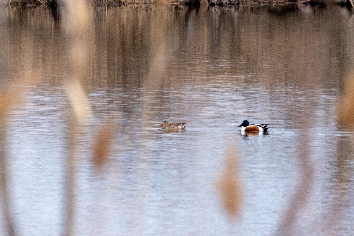 Northern Shoveler - Sherman Garnett