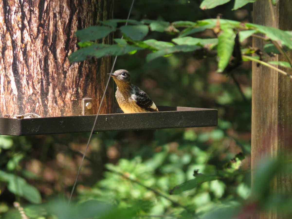 Red-headed Woodpecker - ML550792321