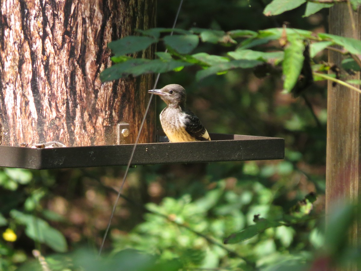 Red-headed Woodpecker - ML550792331