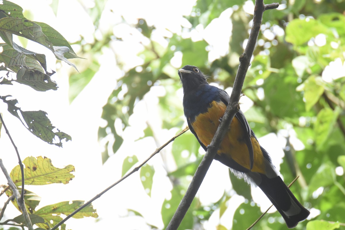 Surucuátrogon (aurantius) - ML550792911