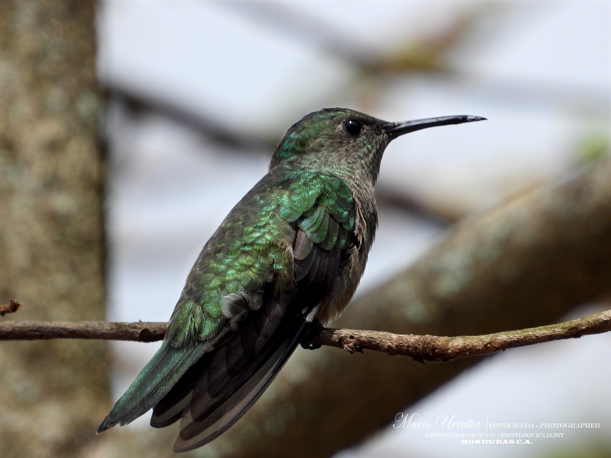Scaly-breasted Hummingbird - Mario Urrutia