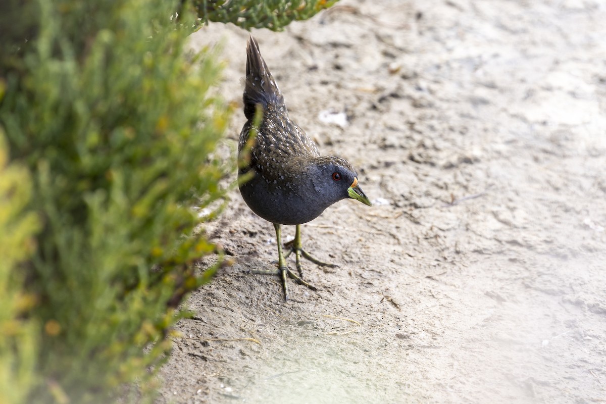 Australian Crake - ML550794661