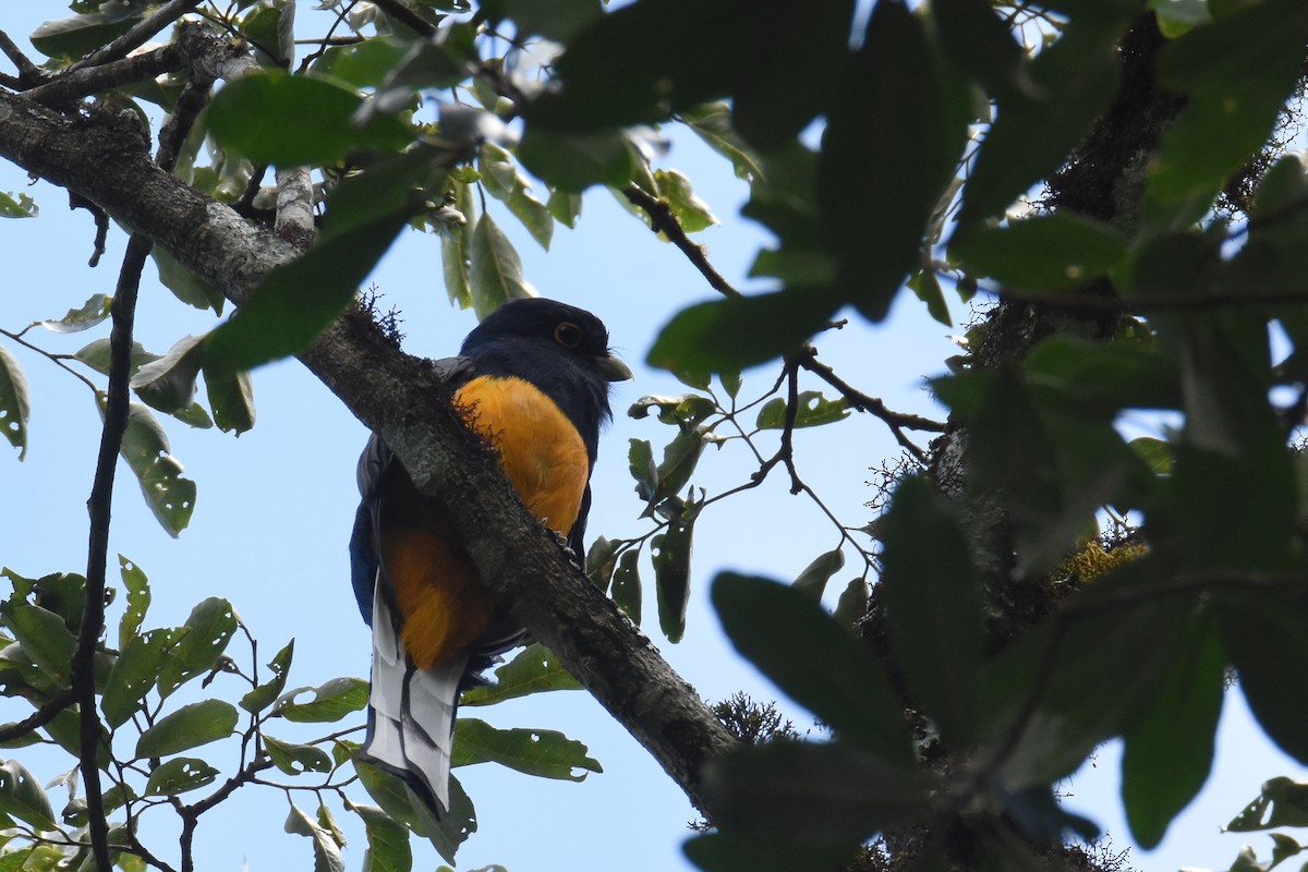 Surucua Trogon (Orange-bellied) - Luke Berg