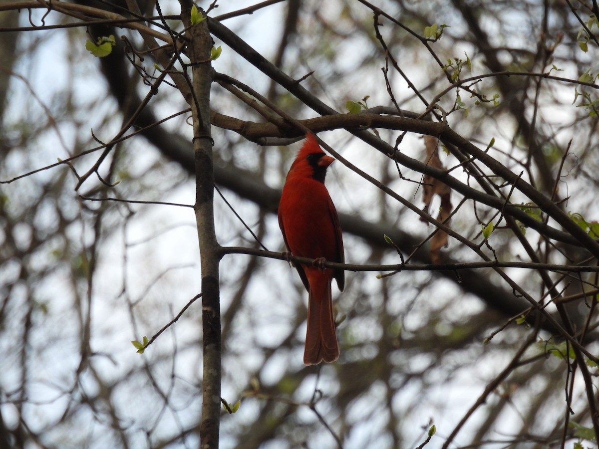 Northern Cardinal - Mike Coulson