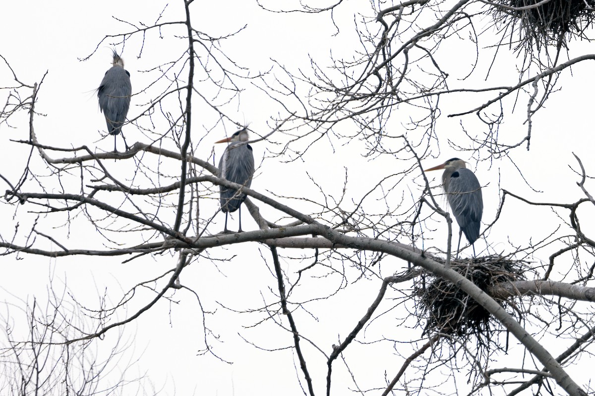 Great Blue Heron - Sherman Garnett