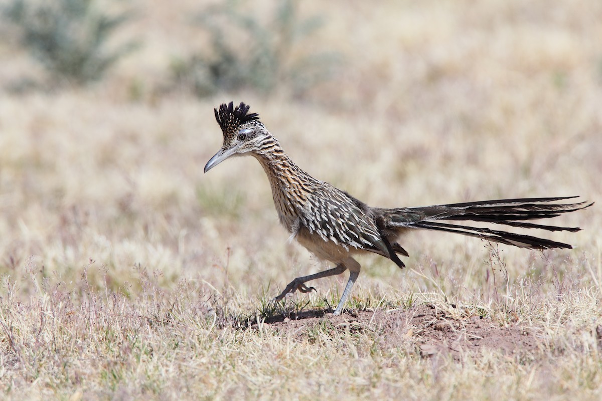 Greater Roadrunner - ML550796421