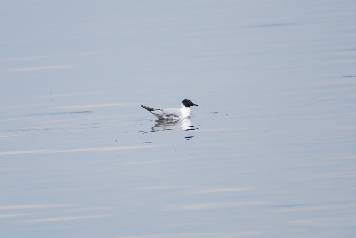 Bonaparte's Gull - ML550796571