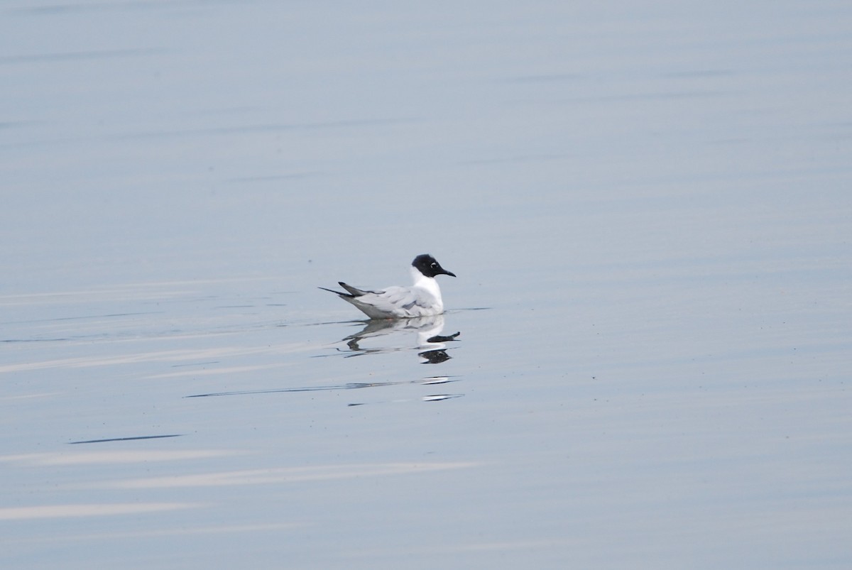 Bonaparte's Gull - ML550796591
