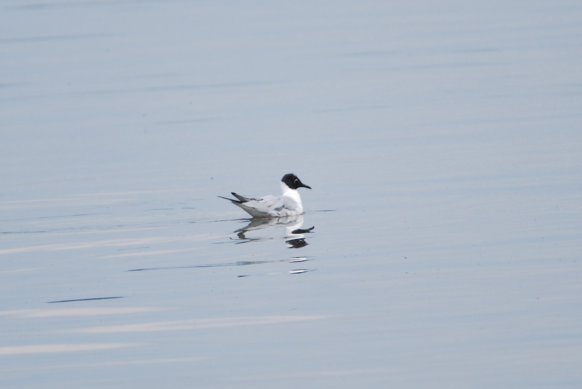 Bonaparte's Gull - ML550796591