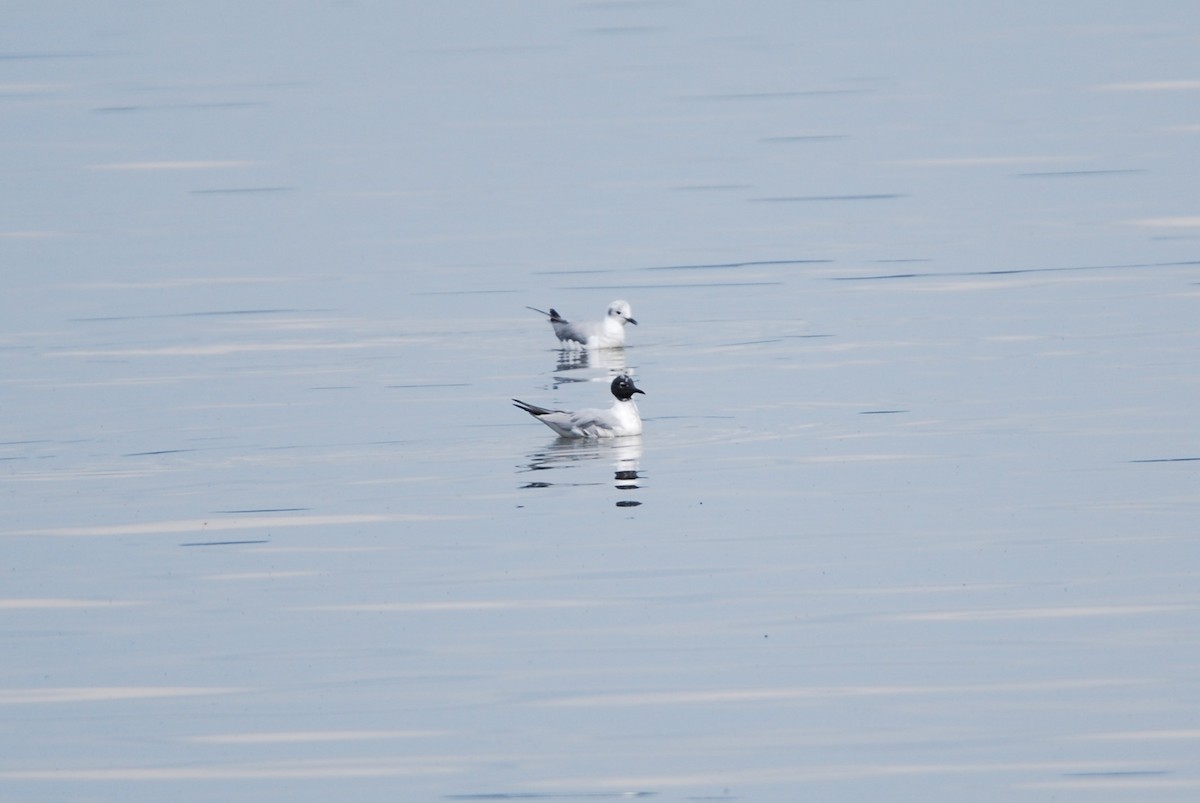 Bonaparte's Gull - ML550796691