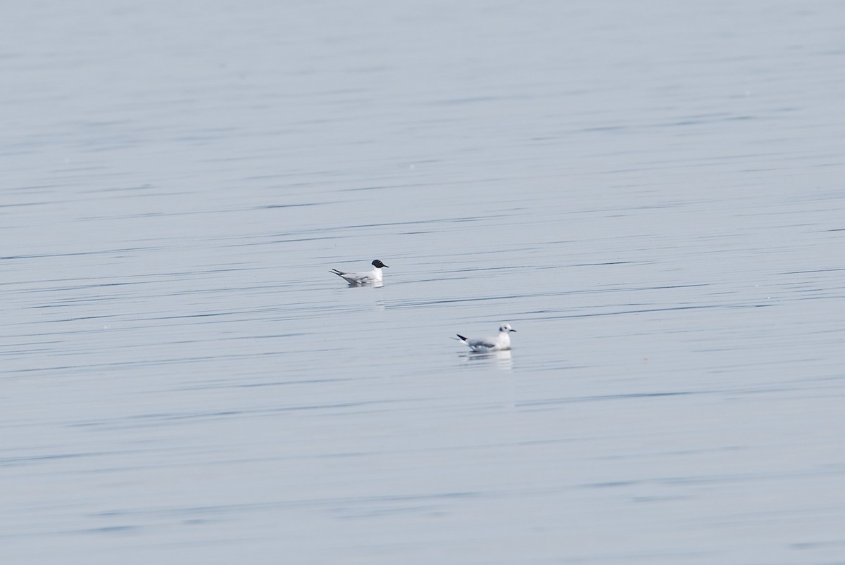 Bonaparte's Gull - ML550796821